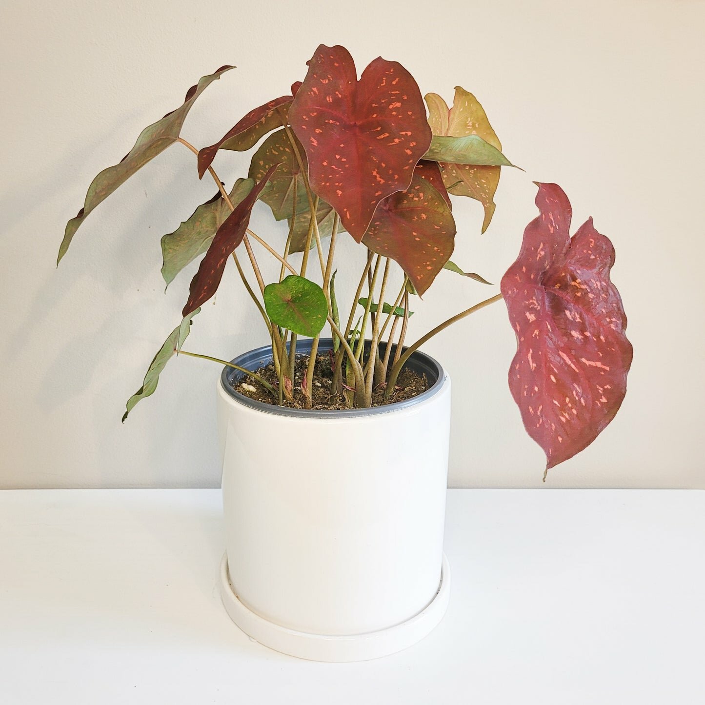 Caladium Sp - assortie