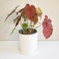 Caladium Sp - assortie