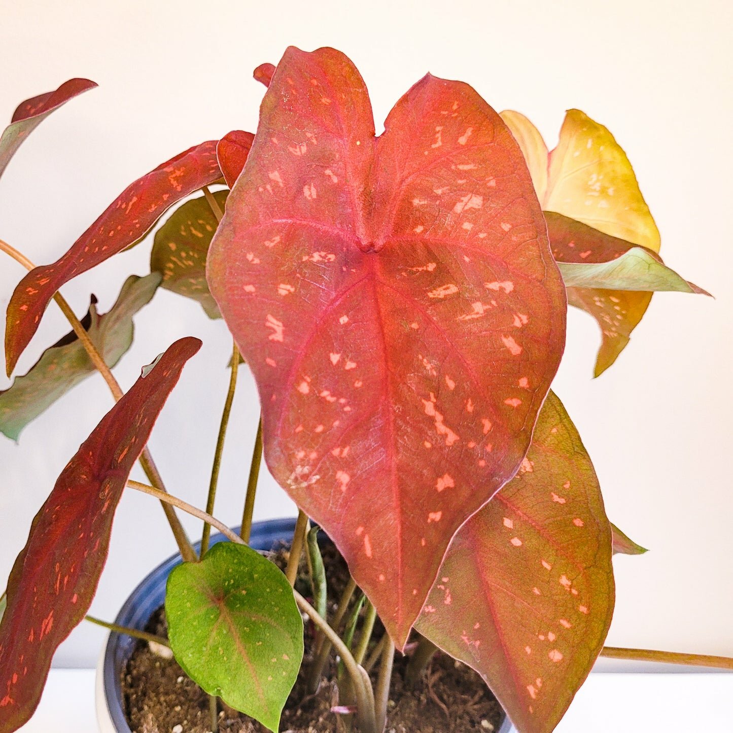 Caladium Sp - assortie