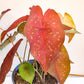 Caladium Sp - assortie