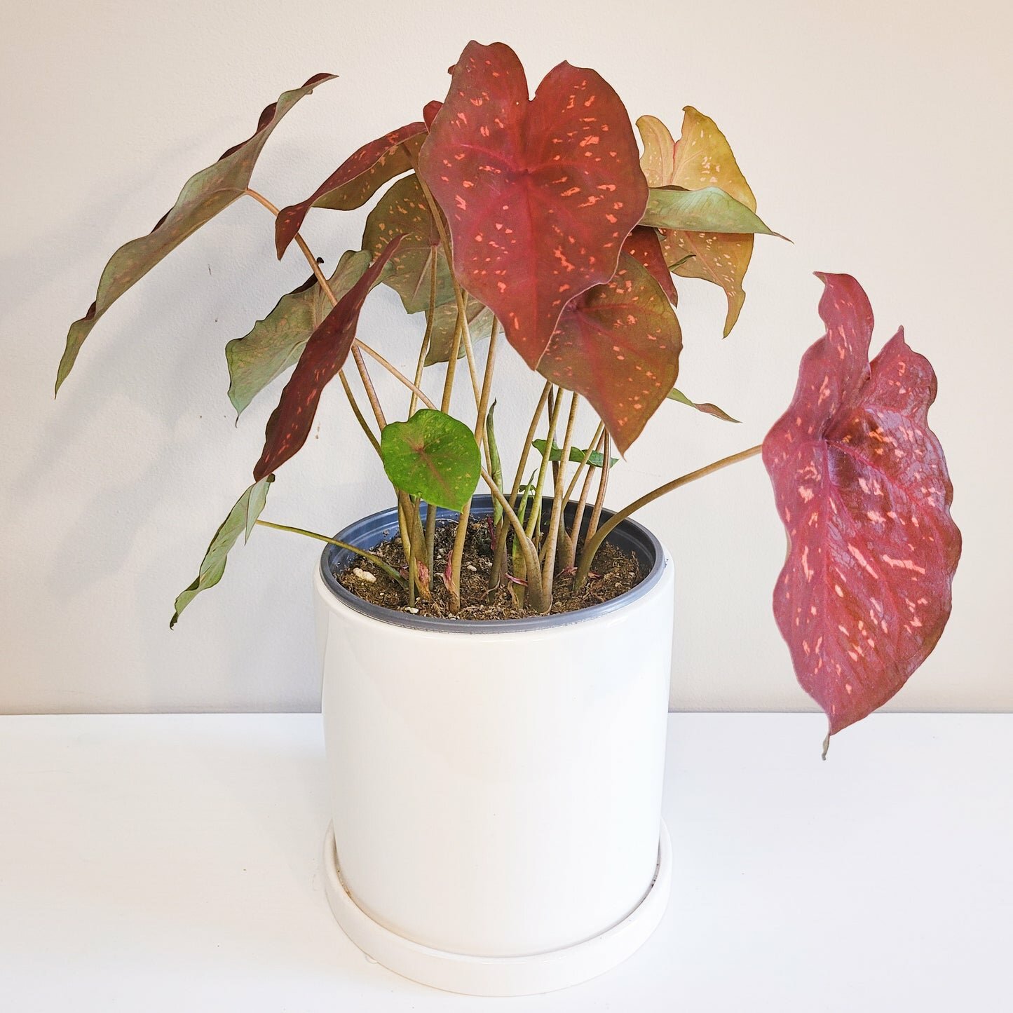 Caladium Sp - assortie