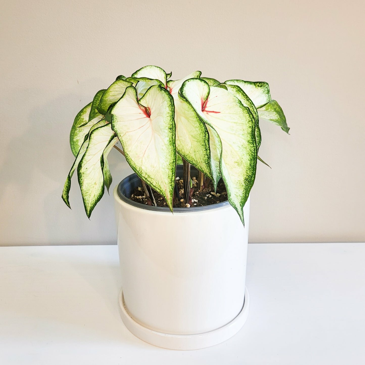 Caladium Sp - assortie