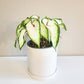 Caladium Sp - assortie