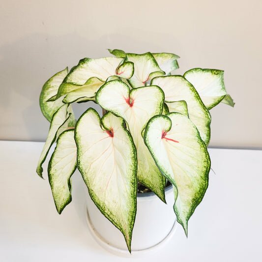 Caladium Sp - assortie