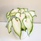 Caladium Sp - assortie
