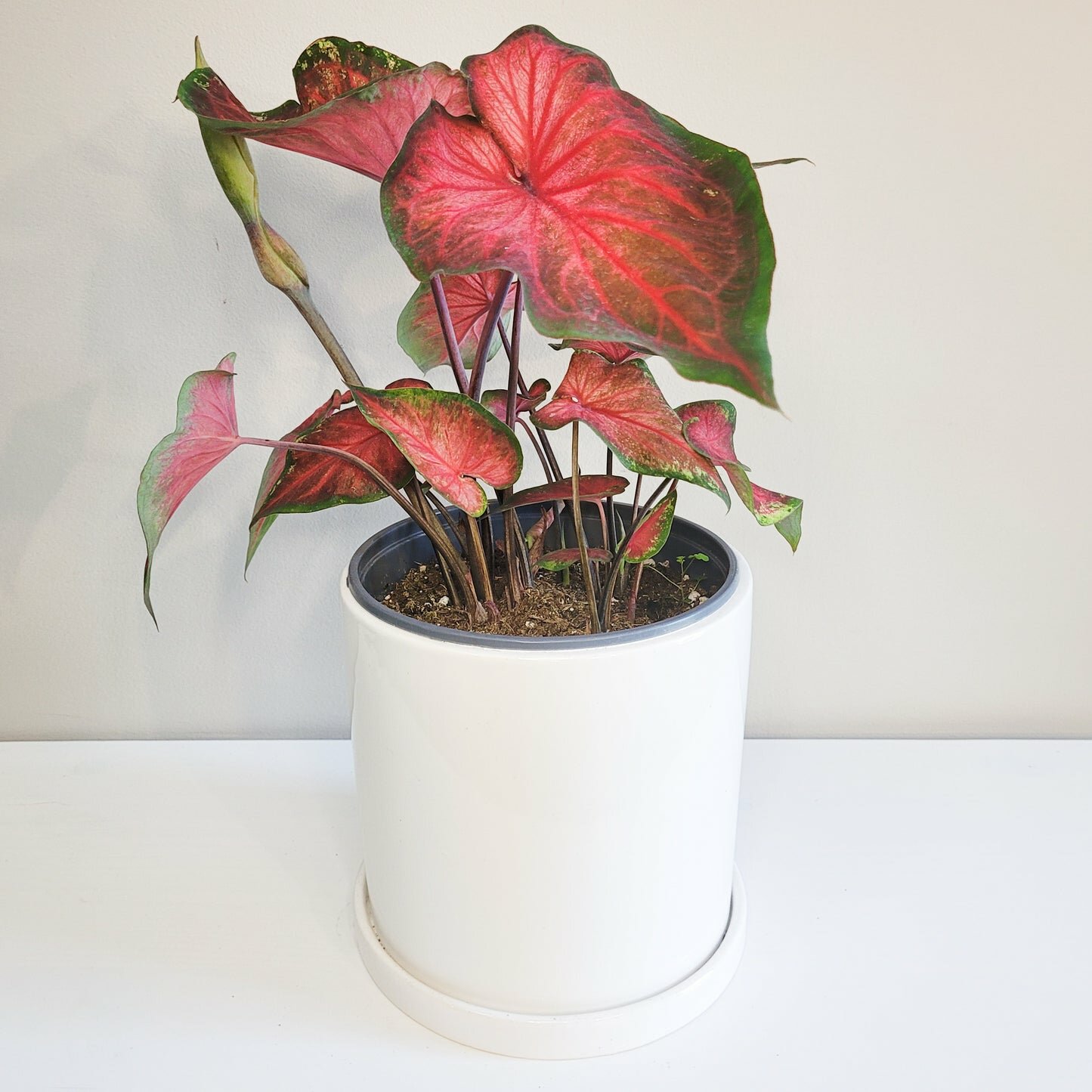 Caladium Sp - assortie