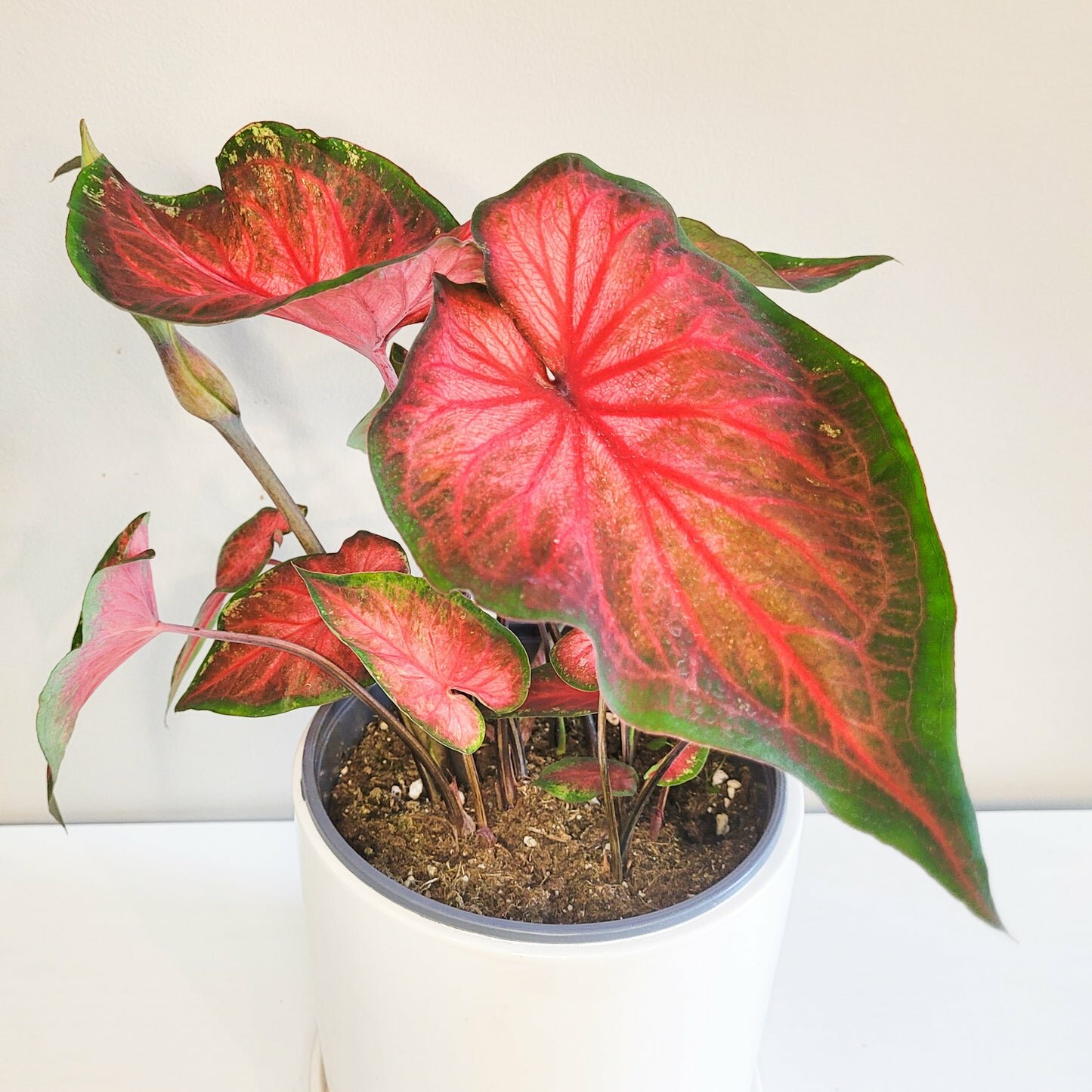 Caladium Sp - assortie