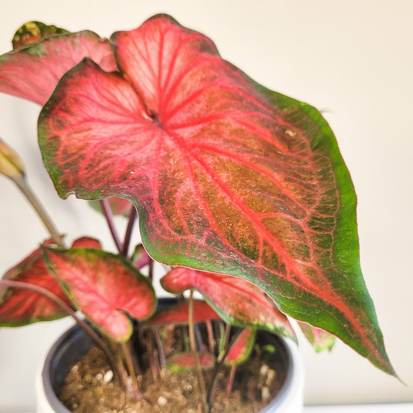 Caladium Sp - assortie