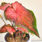 Caladium Sp - assortie