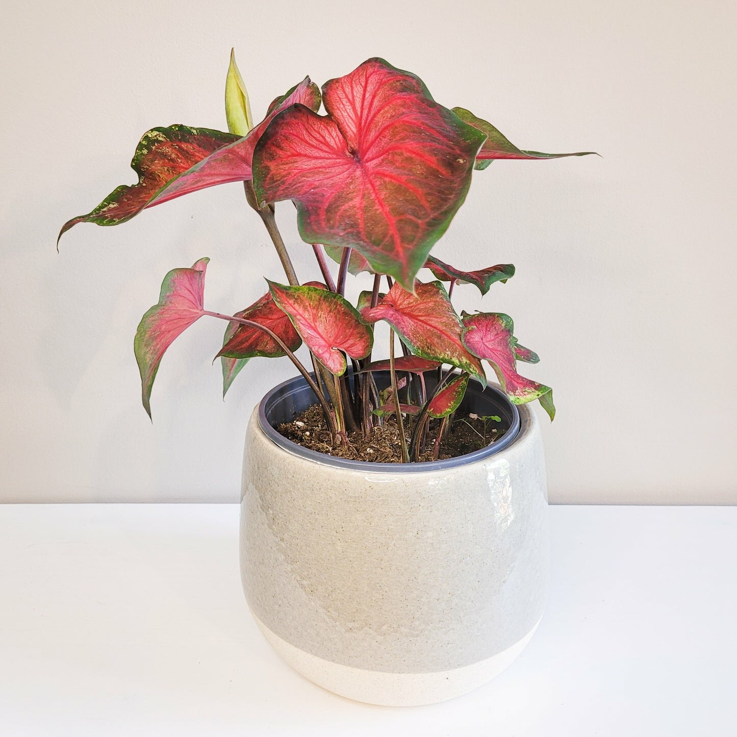Caladium Sp - assortie