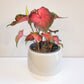 Caladium Sp - assortie