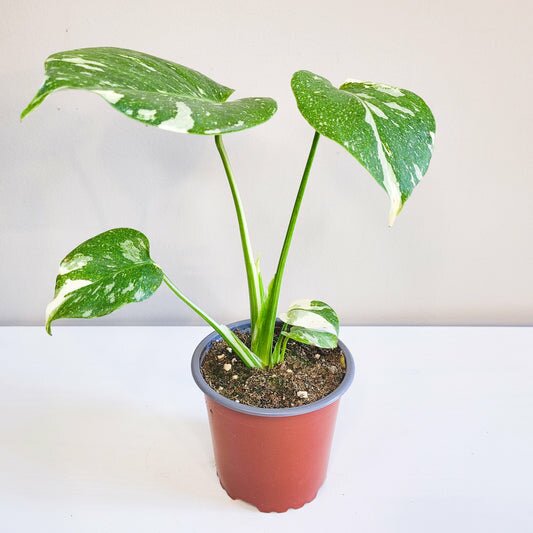 Monstera Deliciosa Thai Constellation