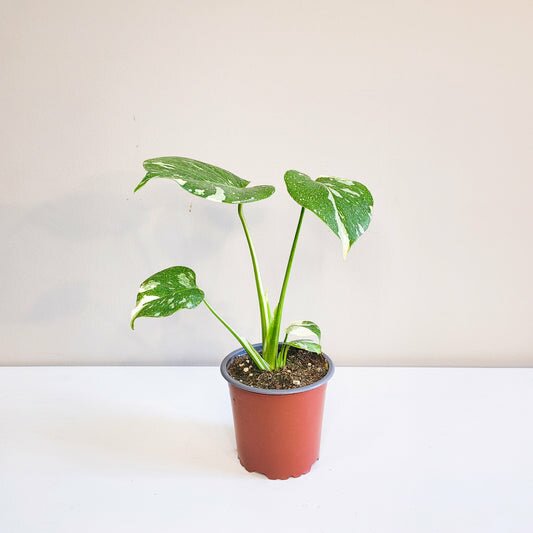 Monstera Deliciosa Thai Constellation
