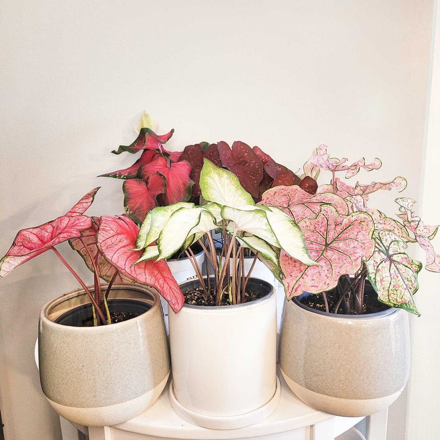 Caladium Sp - assortie