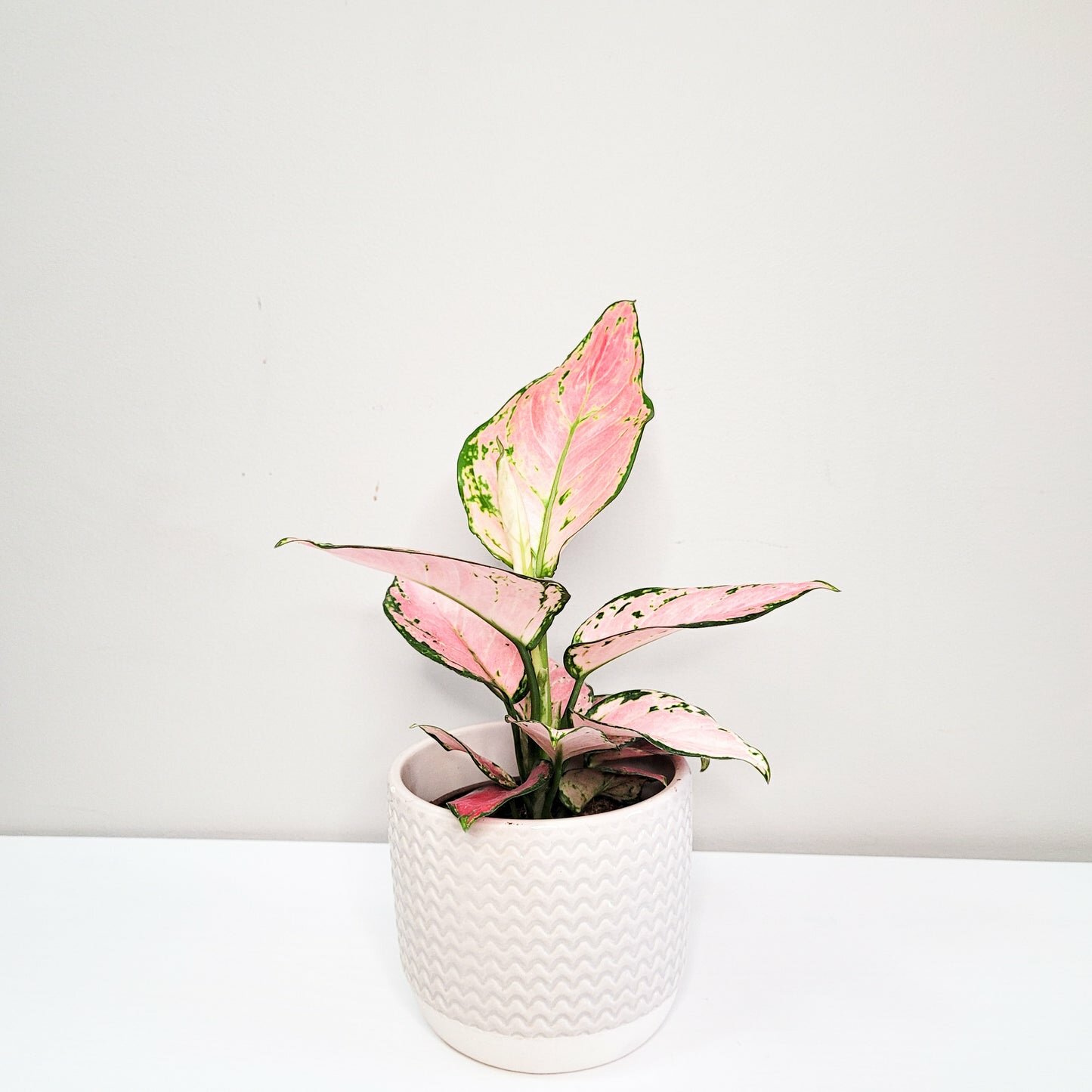 Aglaonema commutatum - Pink Anyamanee (Cherry Pink)