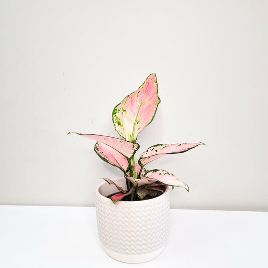 Aglaonema commutatum - Pink Anyamanee (Cherry Pink)