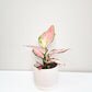 Aglaonema commutatum - Pink Anyamanee (Cherry Pink)