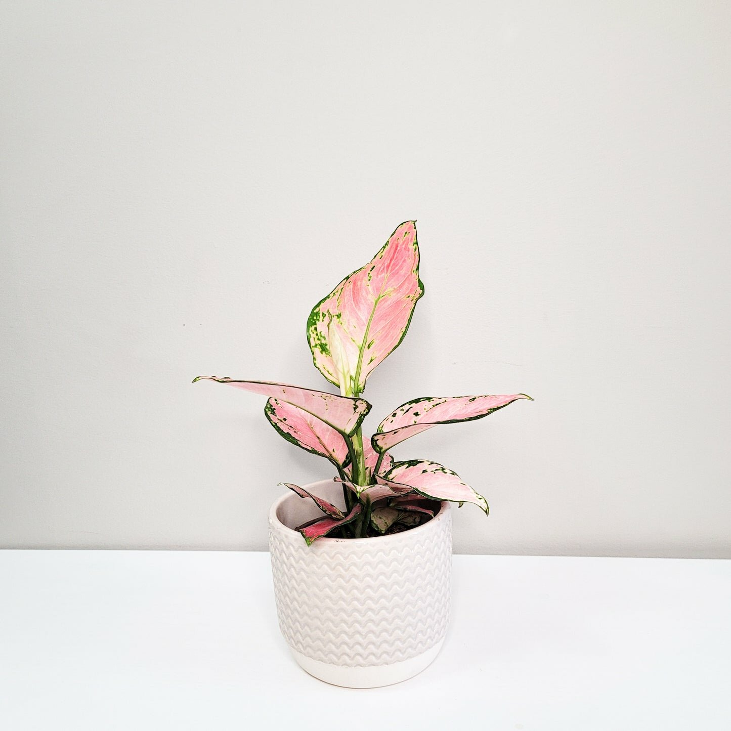 Aglaonema commutatum - Pink Anyamanee (Cherry Pink)