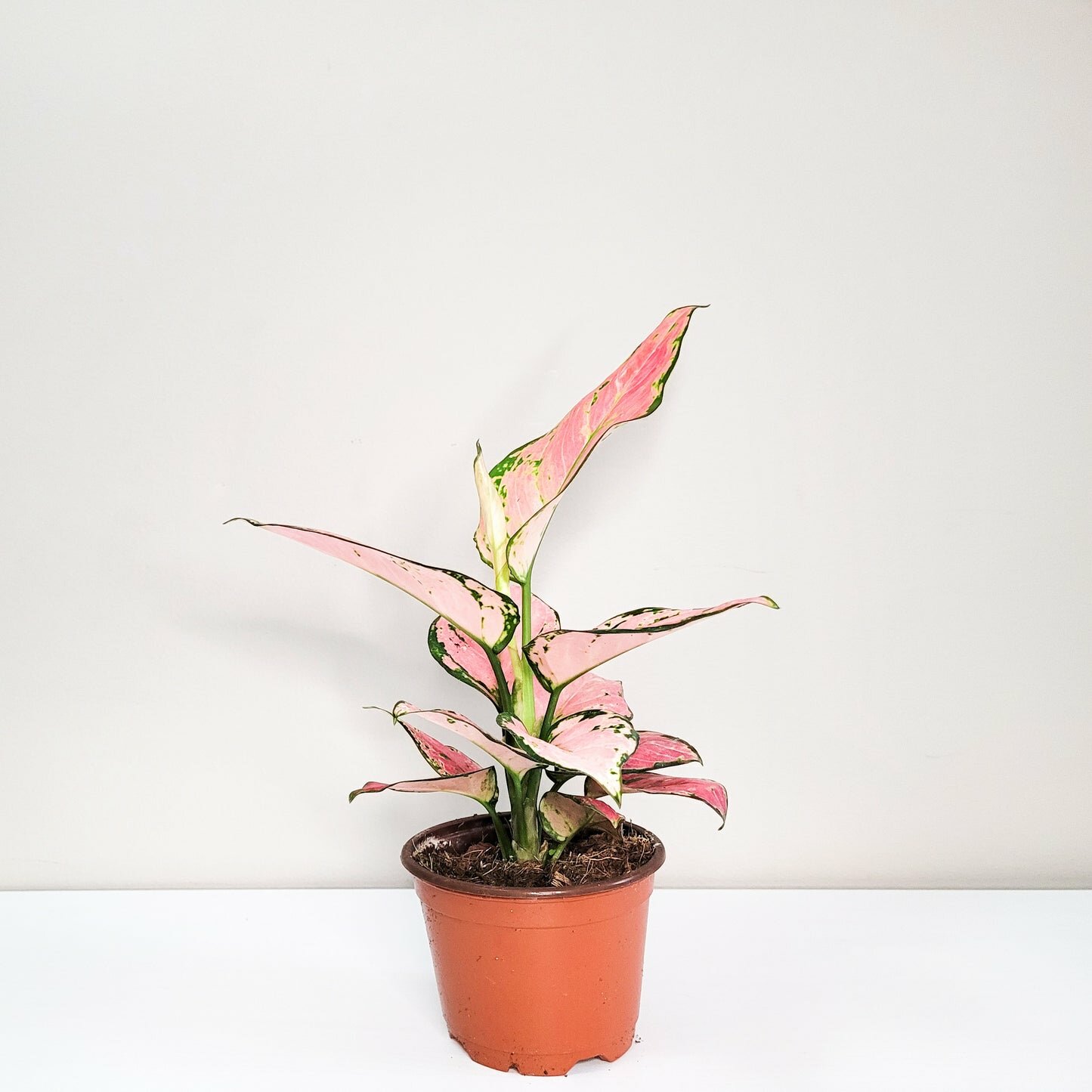 Aglaonema commutatum - Pink Anyamanee (Cherry Pink)
