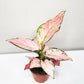 Aglaonema commutatum - Pink Anyamanee (Cherry Pink)