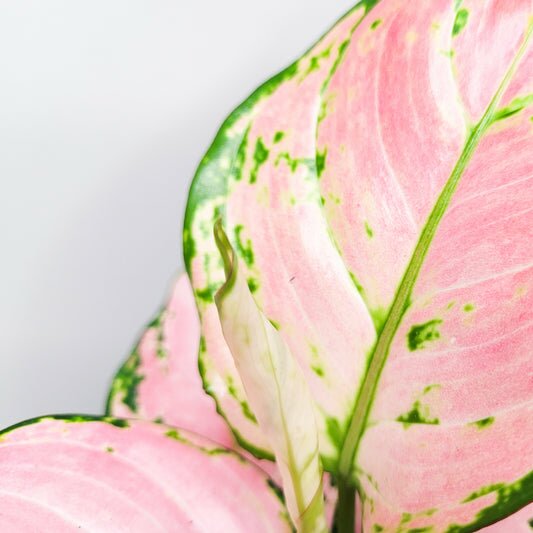 Aglaonema commutatum - Pink Anyamanee (Cherry Pink)