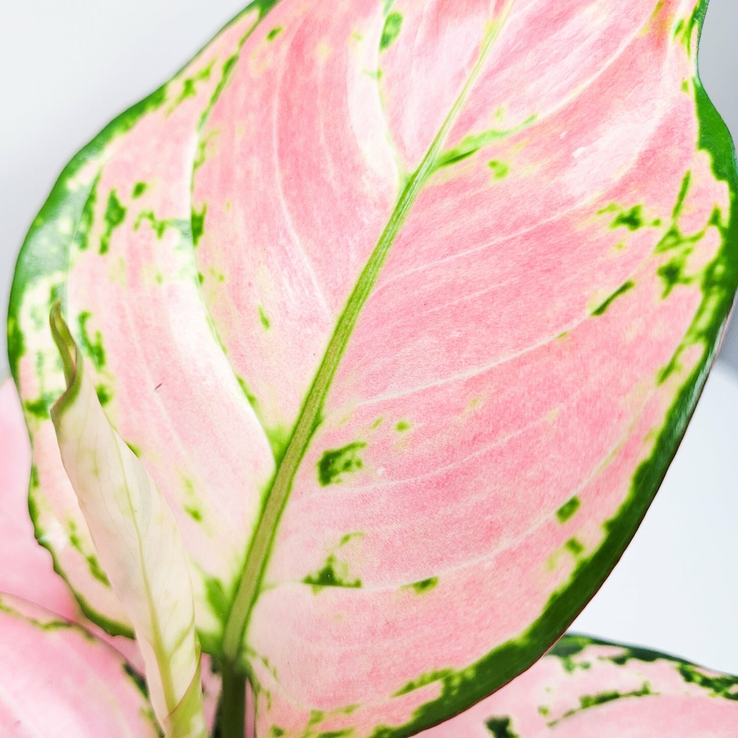 Aglaonema commutatum - Pink Anyamanee (Cherry Pink)