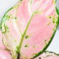 Aglaonema commutatum - Pink Anyamanee (Cherry Pink)