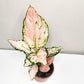 Aglaonema commutatum - Pink Anyamanee (Cherry Pink)