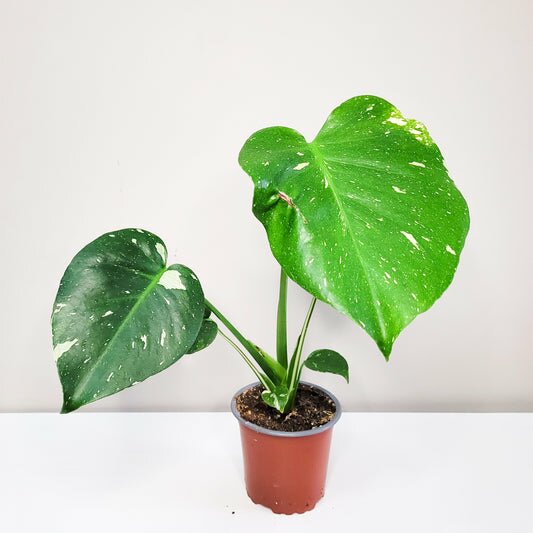 Perfectly imperfect - Monstera Thai constellation
