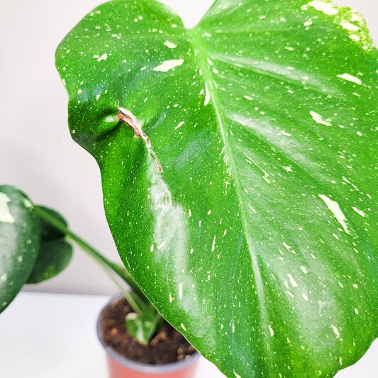 Perfectly imperfect - Monstera Thai constellation