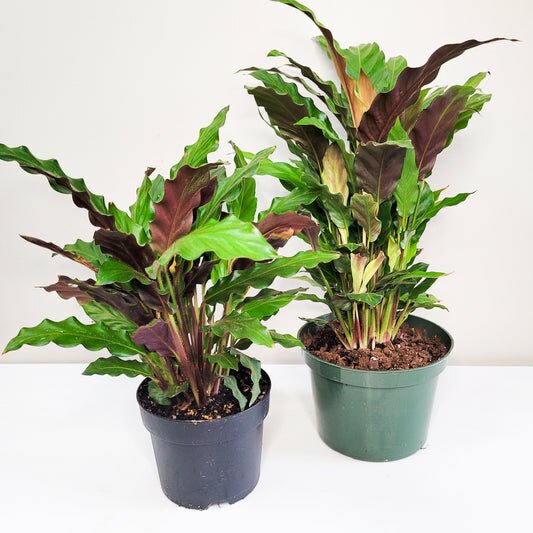 Calathea rufibarba