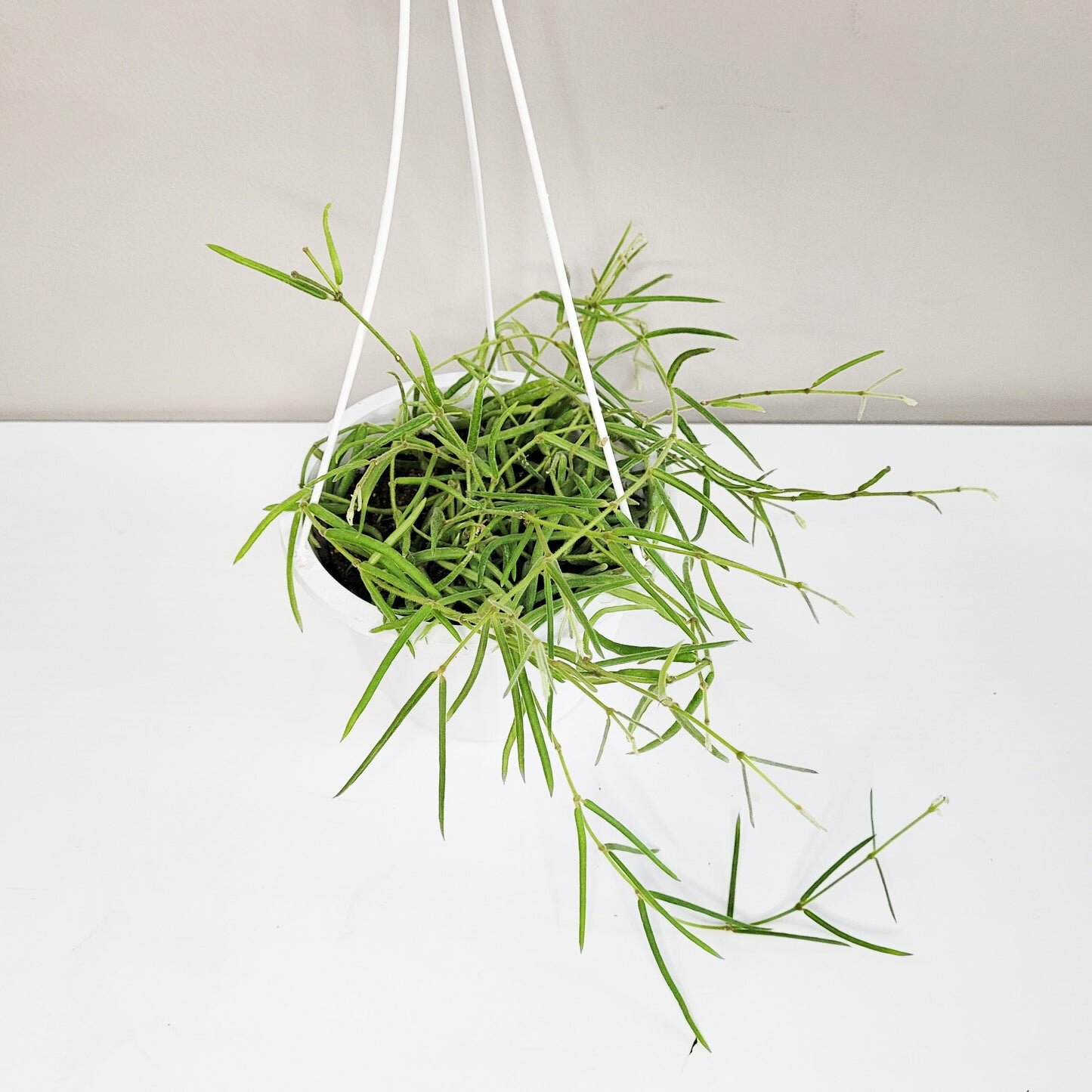 Hoya linearis
