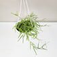 Hoya linearis