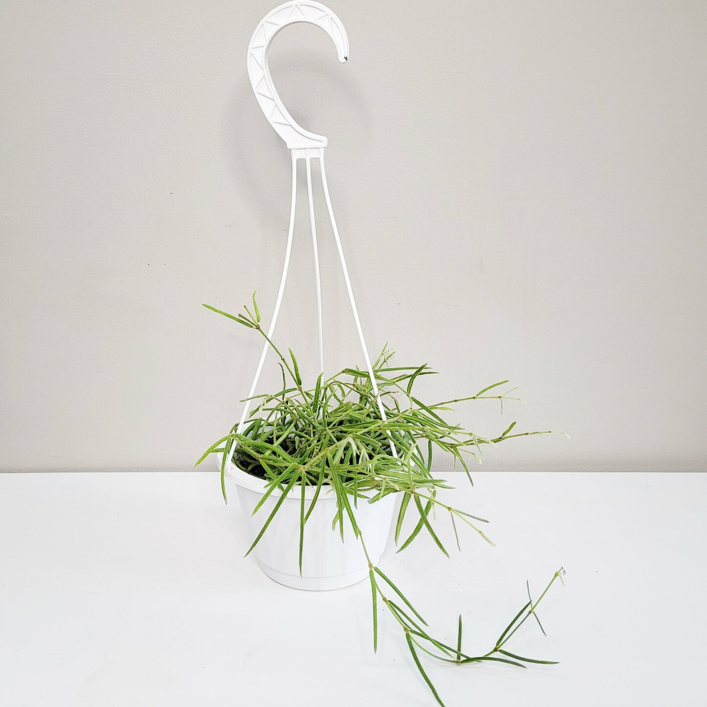 Hoya linearis