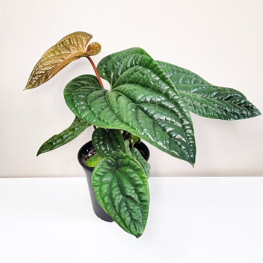 Anthurium radicans x luxurians