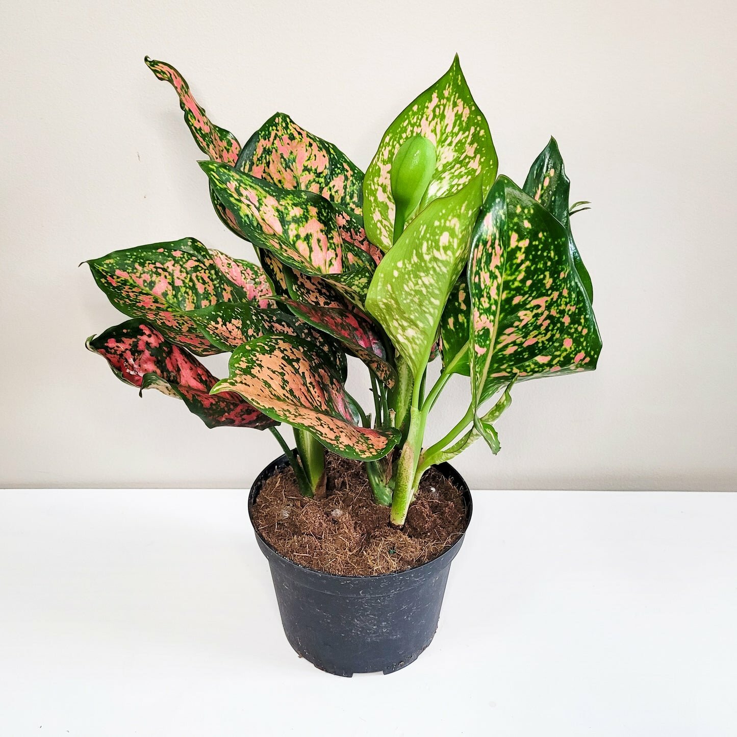 Aglaonema commutatum - Red Valentine