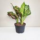 Aglaonema commutatum - Red Valentine