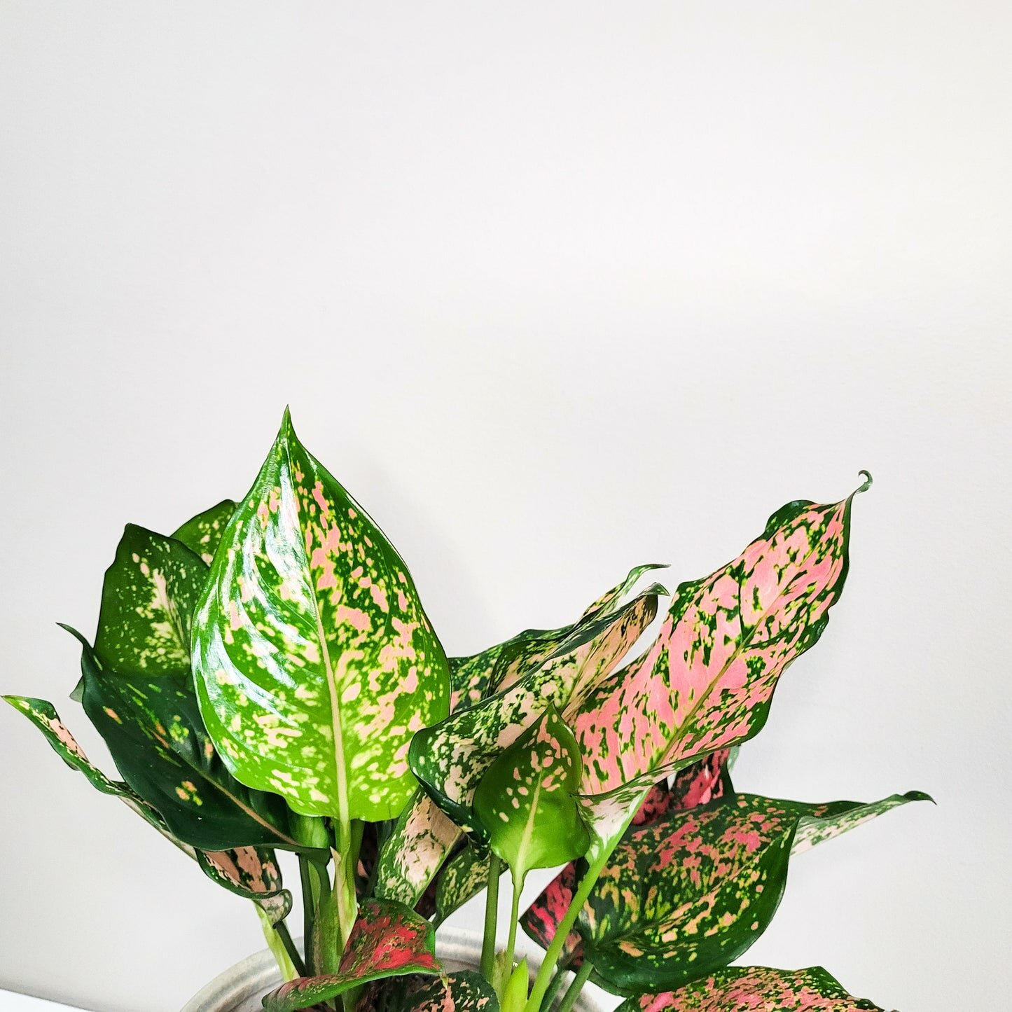 Aglaonema commutatum - Red Valentine