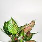 Aglaonema commutatum - Red Valentine