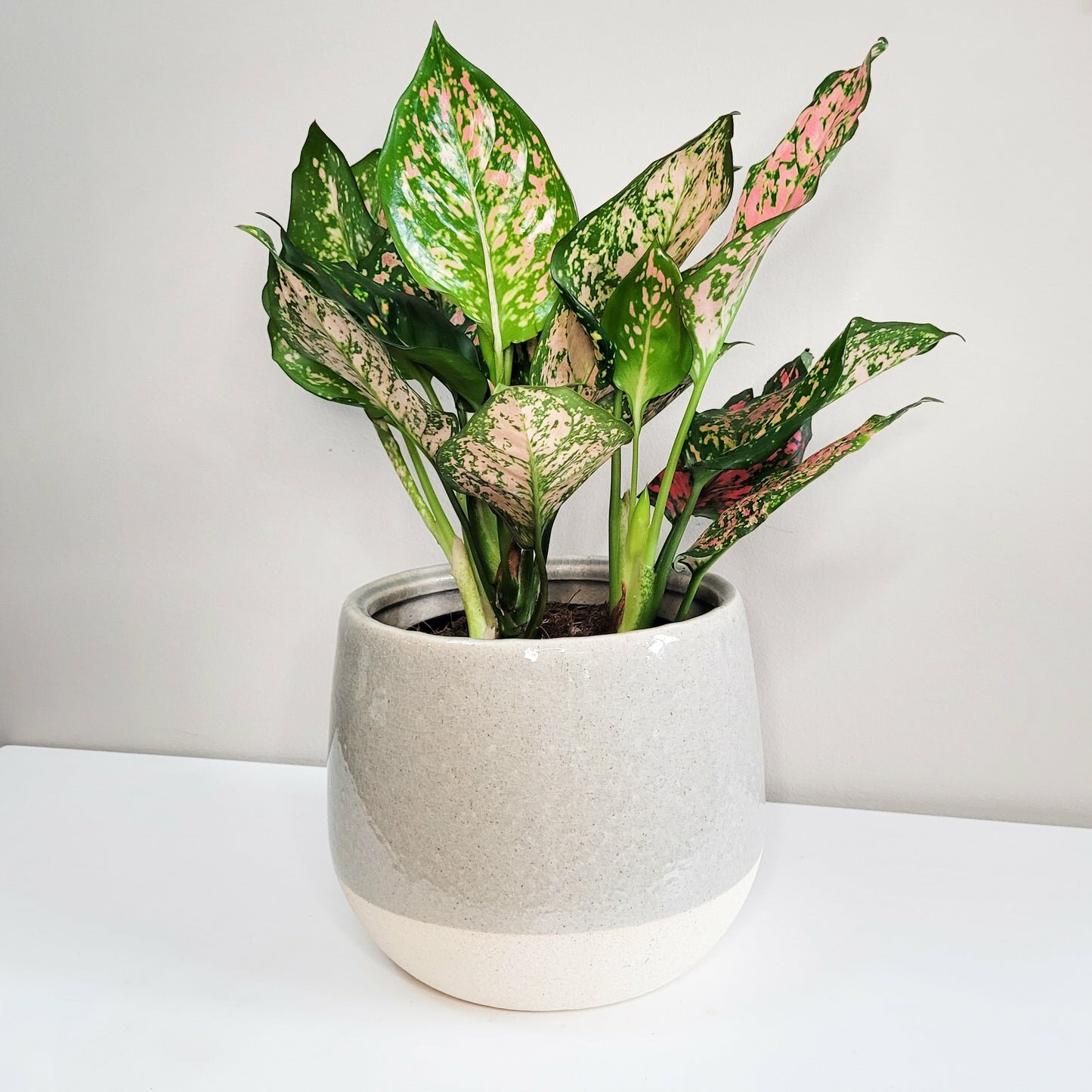 Aglaonema commutatum - Red Valentine