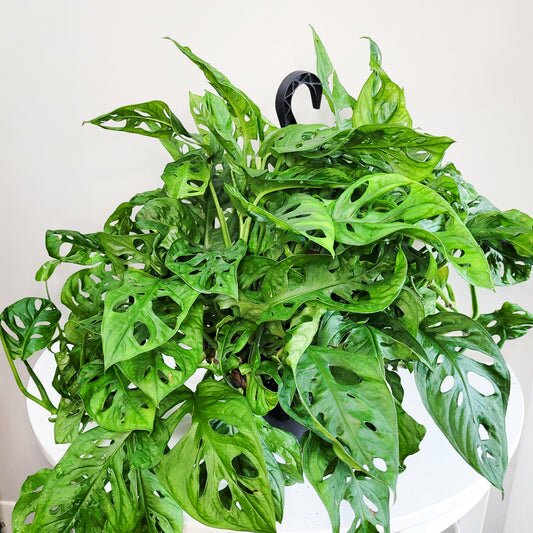 Monstera adansonii - Swiss cheese