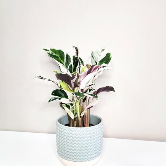Calathea lietzei - White Fusion
