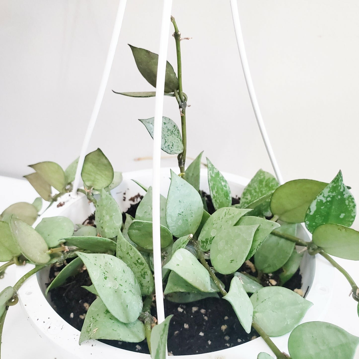 Hoya krohniana