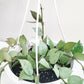 Hoya krohniana