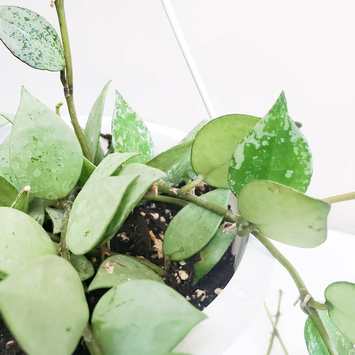 Hoya krohniana