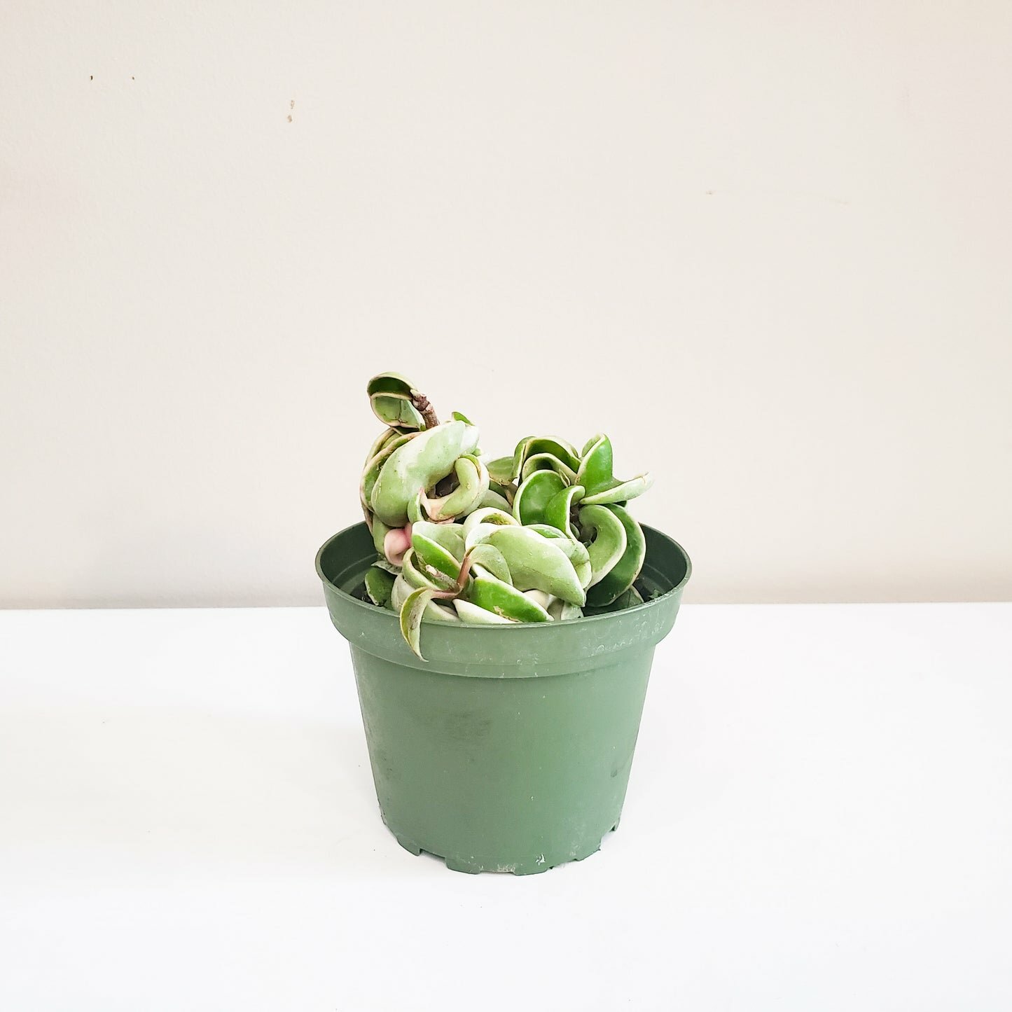 Hoya carnosa Compacta - Hindu rope