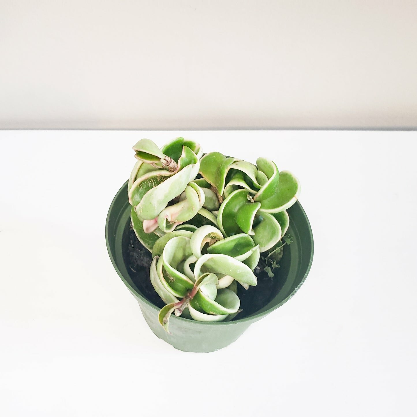 Hoya carnosa Compacta - Hindu rope