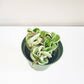 Hoya carnosa Compacta - Hindu rope