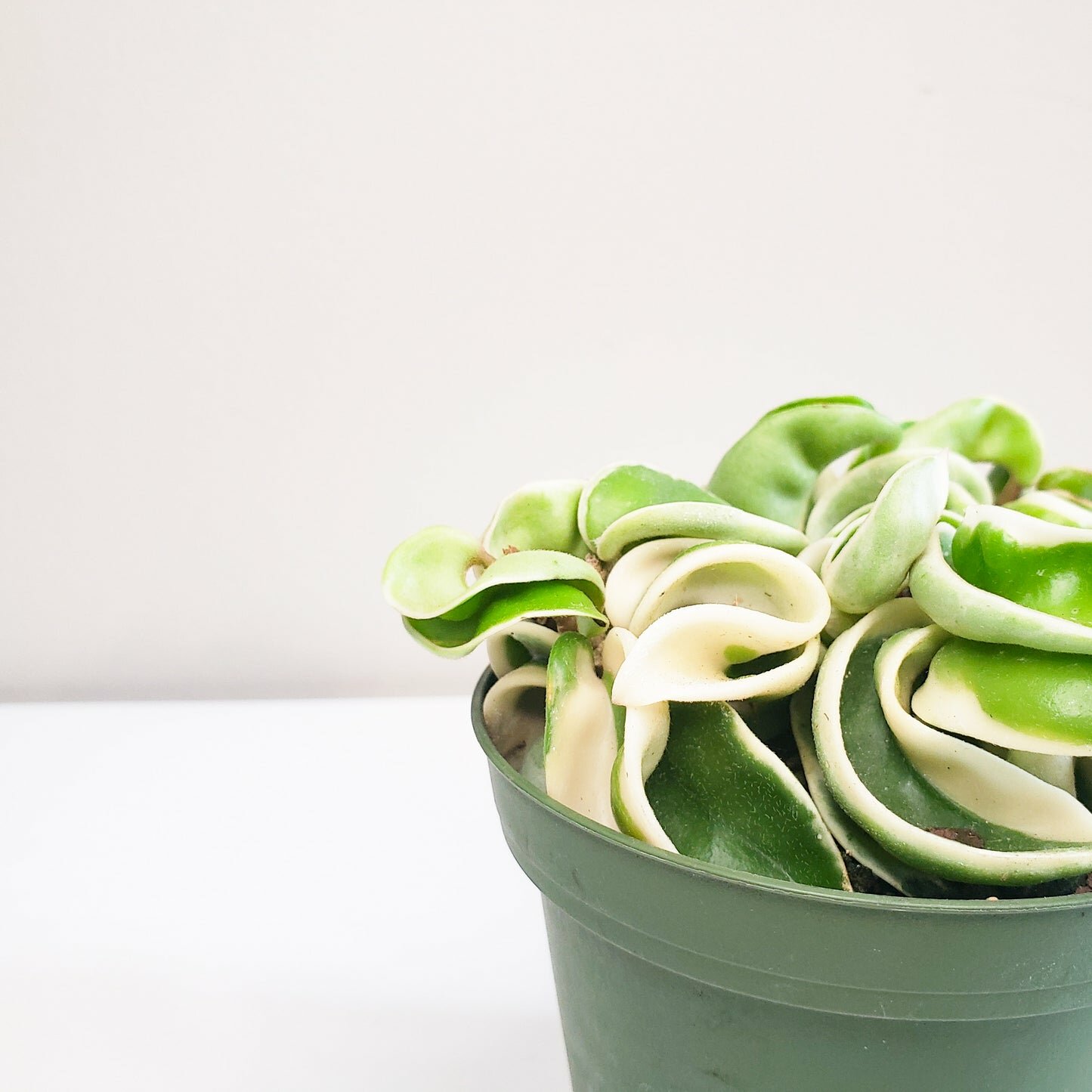 Hoya carnosa Compacta - Hindu rope