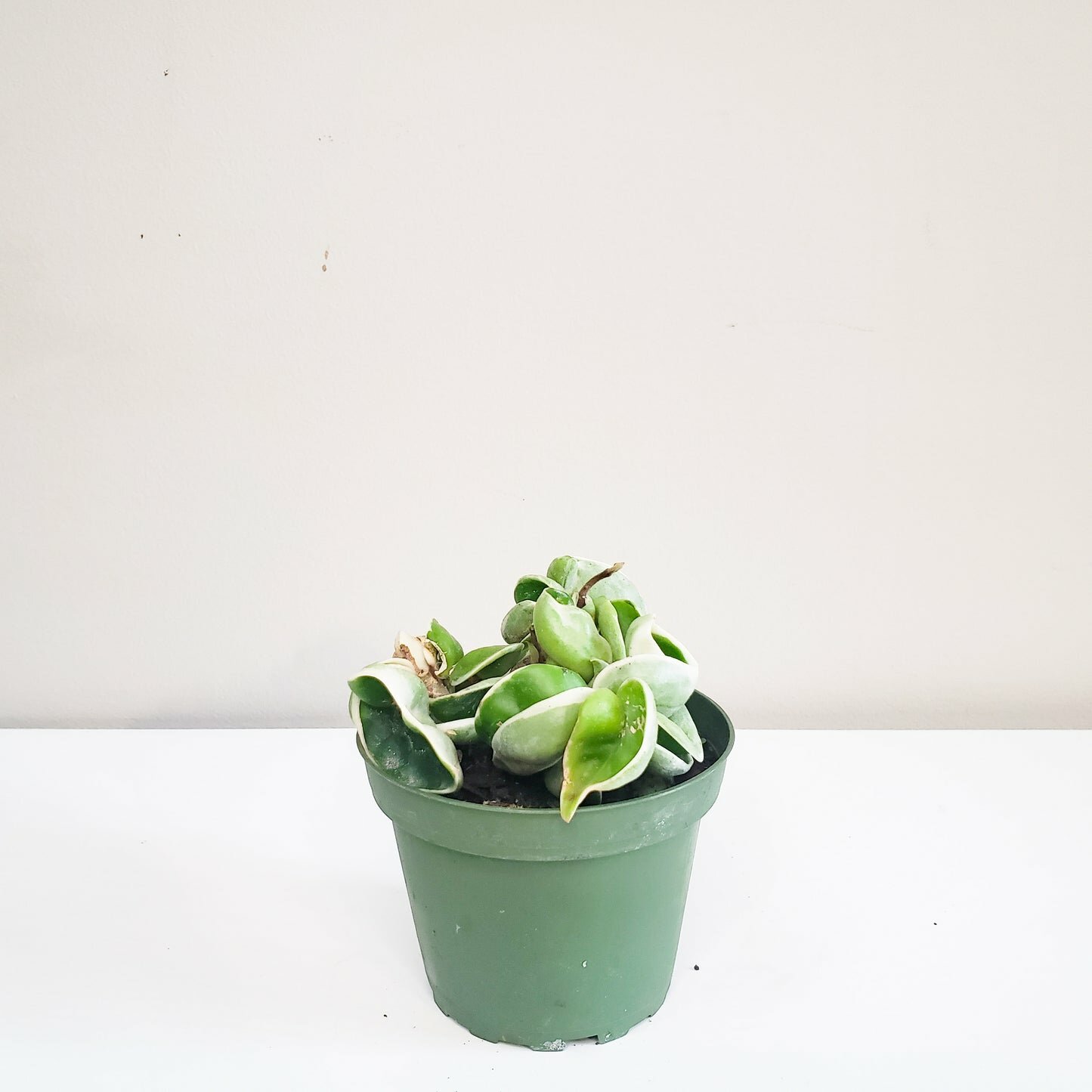 Hoya carnosa Compacta - Hindu rope